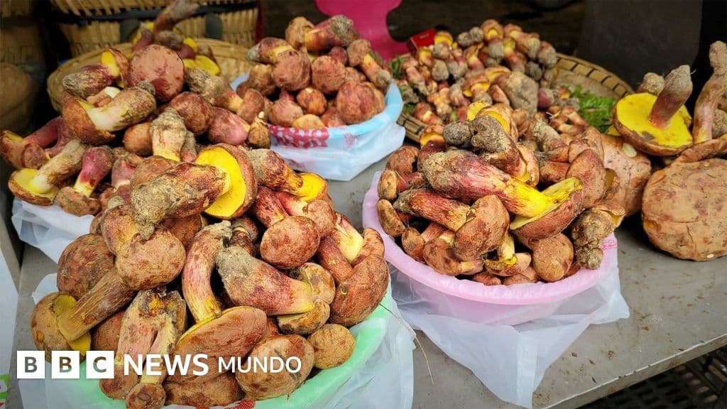 Los científicos que buscan descifrar el misterio de los hongos que hacen alucinar a la gente con humanos diminutos