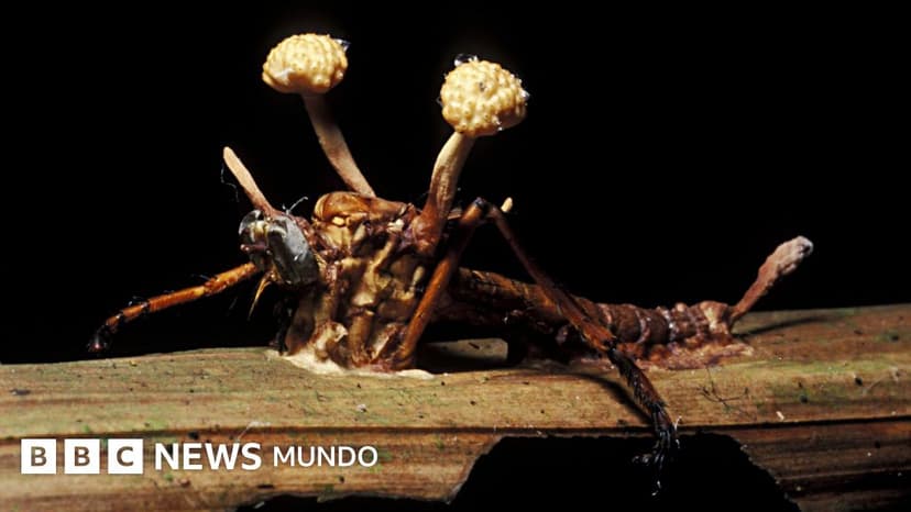 "Los zombis son algo patente y casi que predominante en el mundo animal"