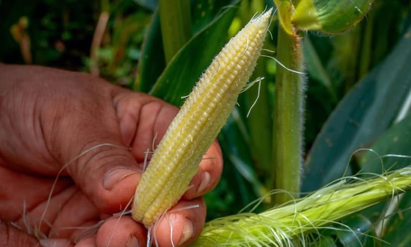 Maíz baby, el elote que te puedes comer de un solo bocado