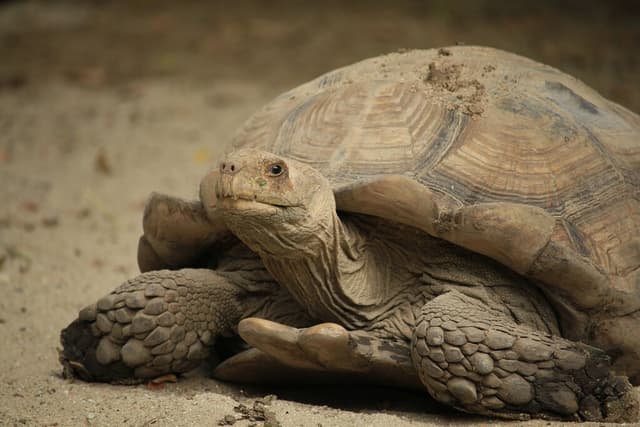 Mientras todos plantaban árboles para recuperar el Sahara, 500 tortugas terminaron dando mejores resultados