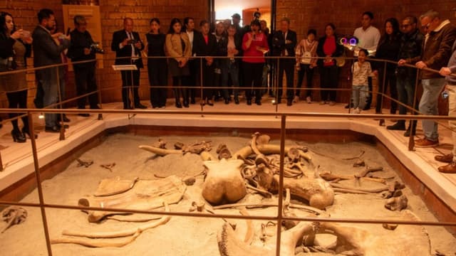 Museo del Mamut gratis en Tultepec: conoce su esqueleto de 7 metros y trampas prehistóricas
