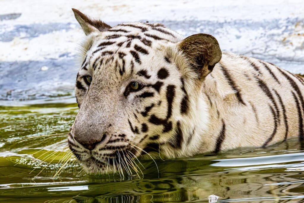 Nacen dos tigres blancos en la reserva África BioZoo de Veracruz. Fueron concebidos por inseminación artificial