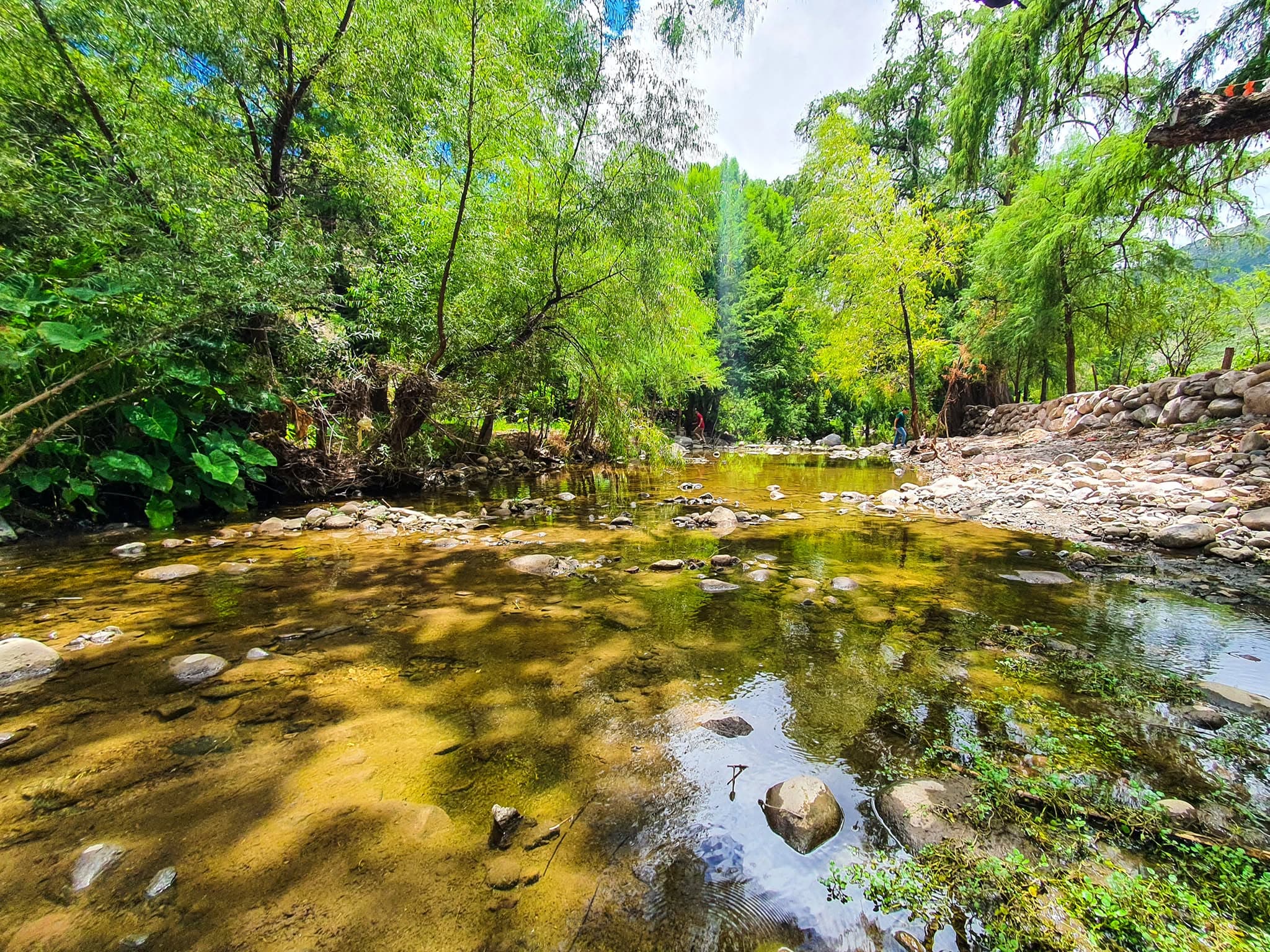 Panales, el lugar donde los ahuehuetes crean un oasis en el semidesierto de Tolimán