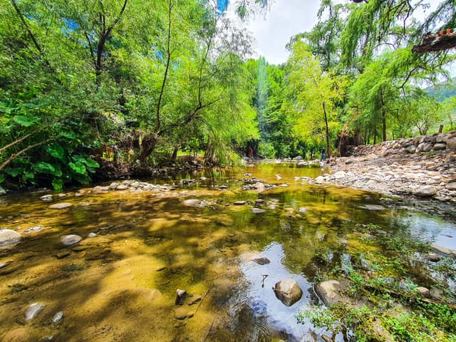 Panales, el lugar donde los ahuehuetes crean un oasis en el semidesierto de Tolimán