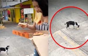 Perrito callejero se vuelve viral en redes por rechazar un pedazo de pizza de forma épica | VIDEO