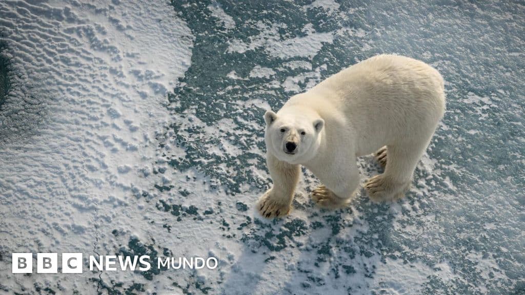 Por qué algunos osos polares están "más gordos y sanos" a pesar del derretimiento del hielo marino