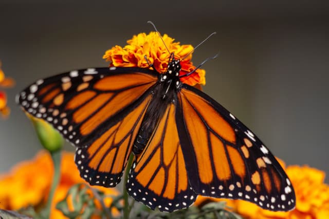 ¿Por qué la mariposa monarca también pudo ser la mascota del mundial?