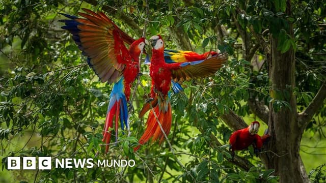 Por qué las guacamayas rojas dejan morir a sus crías y cómo una científica peruana intenta salvarlas