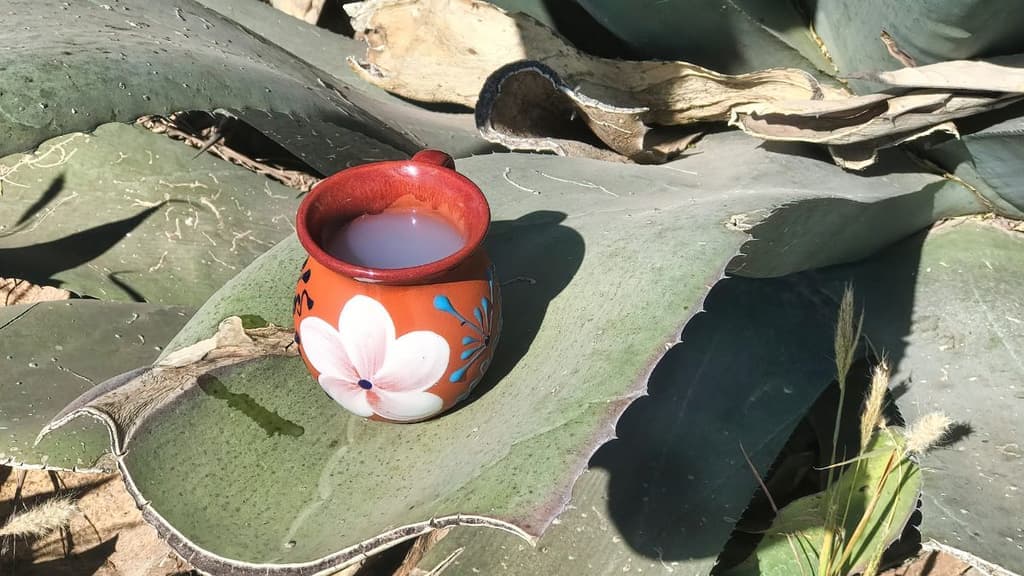 ¿Pulque gratis y ciencia? La UNAM arma la fiesta del ‘Néctar de los Dioses’ en el Jardín Botánico