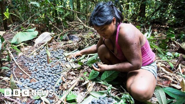 Qué son las chagras, las "granjas" en la selva tropical que desafían la agricultura moderna en Colombia y Ecuador