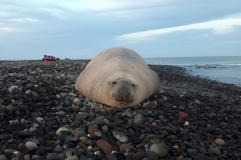 Que un elefante marino aparezca en Nayarit es mala noticia: significa que nos estamos acabando el planeta
