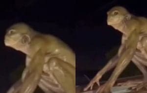 ¿Real o IA? La verdad sobre el supuesto alien reptiliano captado en el techo de una casa Monterrey | VIDEO