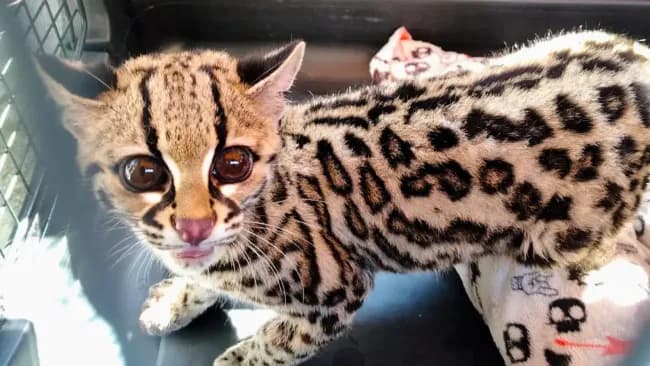 Rescatan a tigrillo en grave estado dentro de una casa en la CDMX