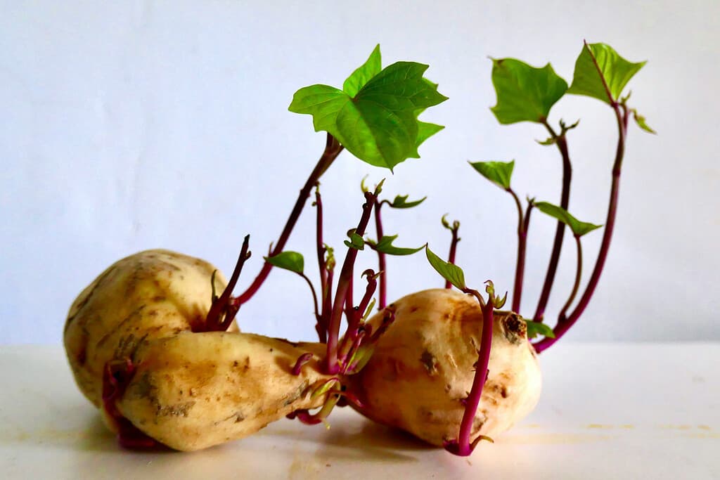 Se pueden o no comer las papas cuando les empiezan a salir brotes. Expertos lo explican