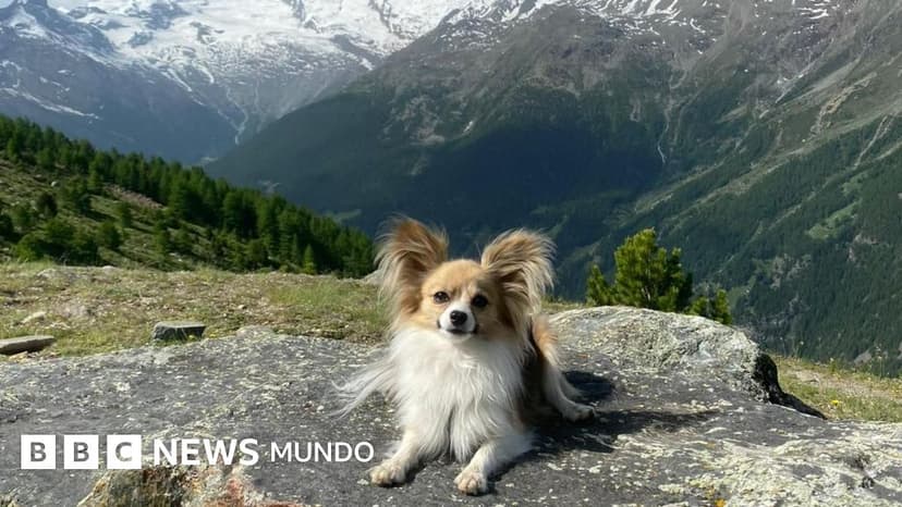 "Sin mi perro, el equipo de rescate no me habría encontrado": el chihuahua que salvó a su dueño de la muerte en un glaciar suizo