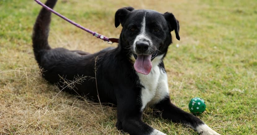 ¿Tienes un perro nervioso? Aquí unos trucos para calmarlo y evitar estrés en Navidad