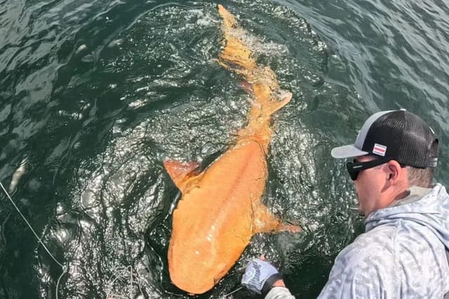 Unos pescadores descubrieron un tiburón color naranja en el Caribe. Es único en su especie y tiene dos raras afecciones