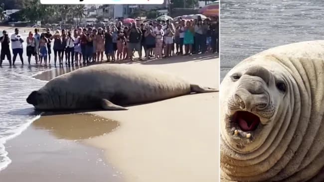 VIDEO: Elefante marino gigante sorprende en playas de Nayarit