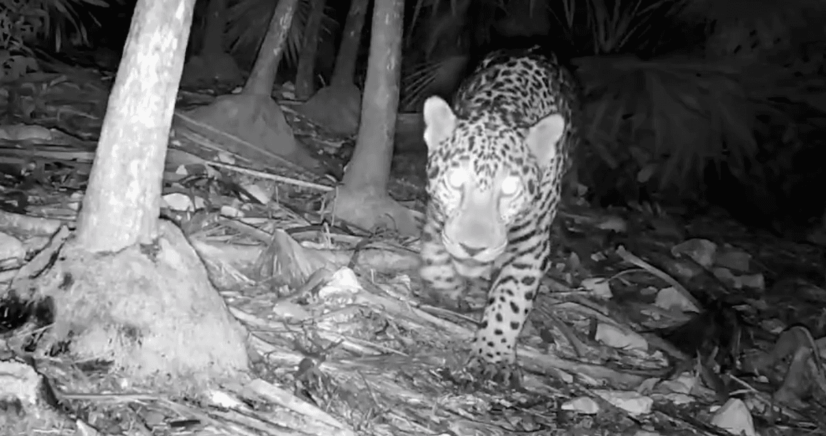 VIDEO ¬ Jaguar es visto rondando cerca de la zona arqueológica de Tulum, Quintana Roo