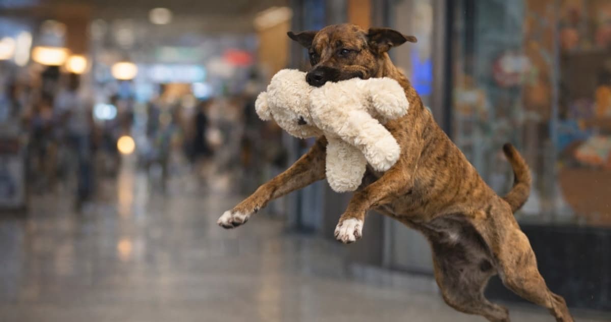 VIDEO ¬ Un perrito roba un peluche en tienda, clientes se lo compran... y es adoptado