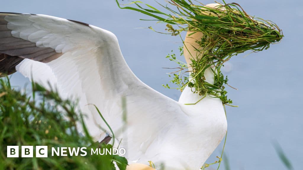 Premios Nikon de la vida silvestre: las fotos de animales más divertidas de 2025