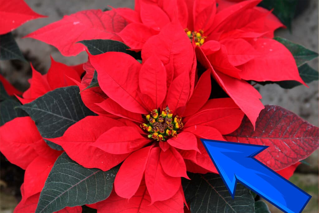Tu nochebuena puede vivir más de un invierno: la guía de cuidados para mantenerla viva todo el año
