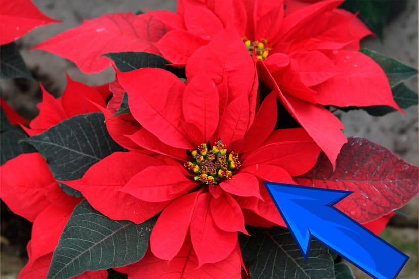Tu nochebuena puede vivir más de un invierno: la guía de cuidados para mantenerla viva todo el año