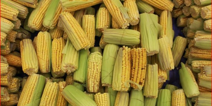 México decreta prohibición del maíz transgénico y el glifosato – EL CHAMUCO Y LOS HIJOS DEL AVERNO