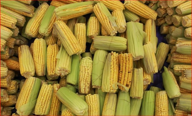 México decreta prohibición del maíz transgénico y el glifosato – EL CHAMUCO Y LOS HIJOS DEL AVERNO