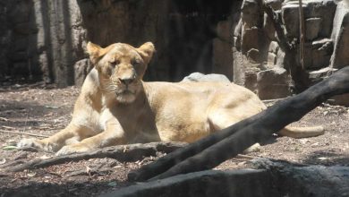 Alika, leona rescatada de un santuario del Ajusco, se recupera en Zoológico de Chapultepec – EL CHAMUCO Y LOS HIJOS DEL AVERNO