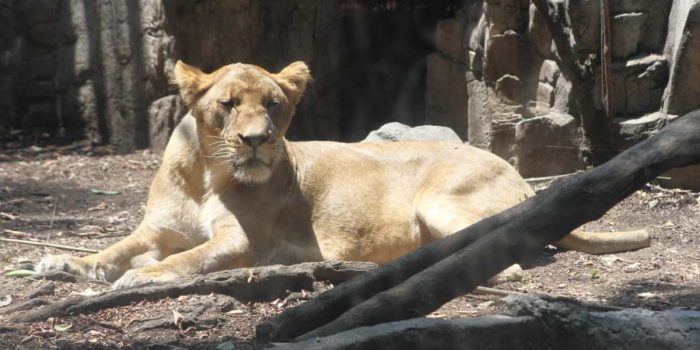 Alika, leona rescatada de un santuario del Ajusco, se recupera en Zoológico de Chapultepec – EL CHAMUCO Y LOS HIJOS DEL AVERNO