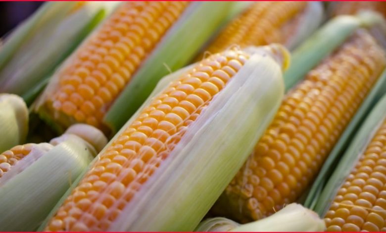 AMLO firma decreto para aumentar aranceles a la importación de maíz no blanco – EL CHAMUCO Y LOS HIJOS DEL AVERNO
