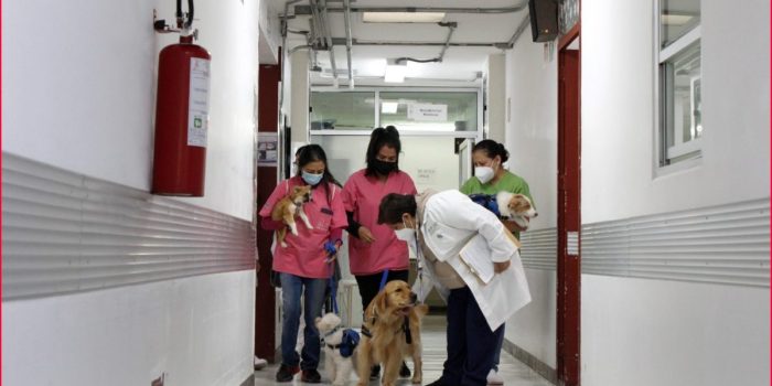 Brindan terapias asistidas con perros en el Hospital Pediátrico Coyoacán – EL CHAMUCO Y LOS HIJOS DEL AVERNO