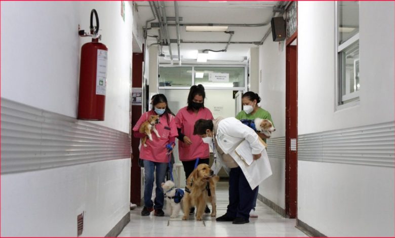 Brindan terapias asistidas con perros en el Hospital Pediátrico Coyoacán – EL CHAMUCO Y LOS HIJOS DEL AVERNO