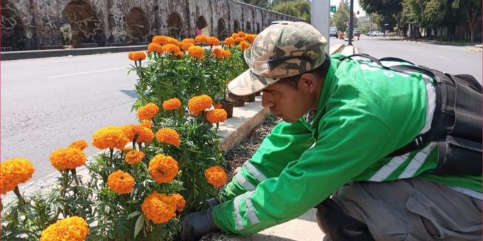 Avenidas de CDMX se visten de cempasúchil con plantación de flores – EL CHAMUCO Y LOS HIJOS DEL AVERNO