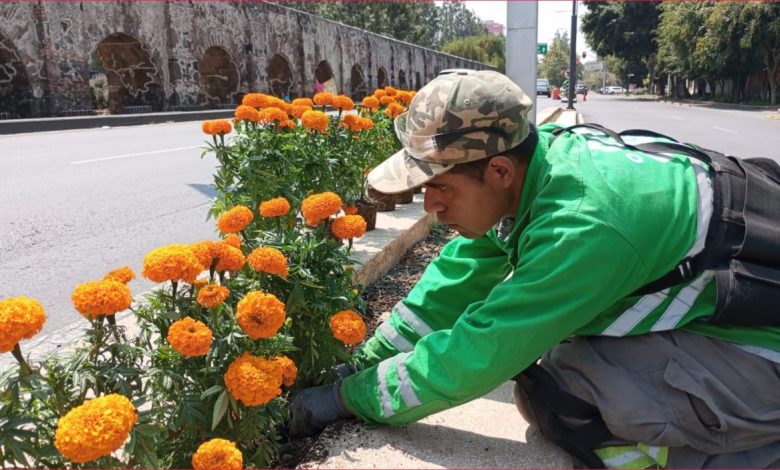 Avenidas de CDMX se visten de cempasúchil con plantación de flores – EL CHAMUCO Y LOS HIJOS DEL AVERNO