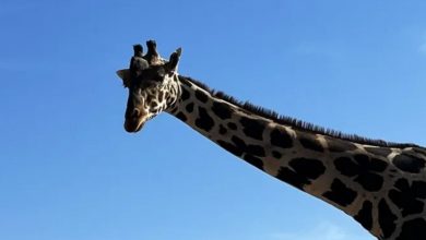 Tras 33 horas de viaje, jirafa Benito llega a Africam Safari – EL CHAMUCO Y LOS HIJOS DEL AVERNO