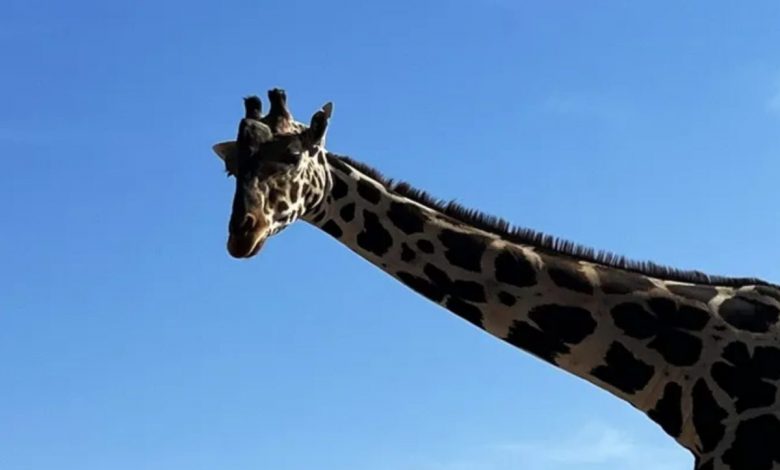 Tras 33 horas de viaje, jirafa Benito llega a Africam Safari – EL CHAMUCO Y LOS HIJOS DEL AVERNO
