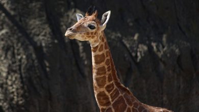 Convocan a elegir nombre para jirafa nacida en Centro de Conservación de Chapultepec – EL CHAMUCO Y LOS HIJOS DEL AVERNO