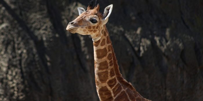 Convocan a elegir nombre para jirafa nacida en Centro de Conservación de Chapultepec – EL CHAMUCO Y LOS HIJOS DEL AVERNO