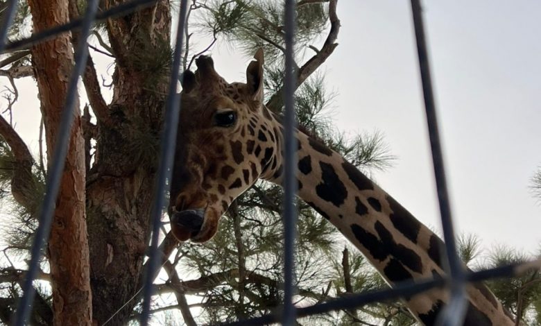 Ordena jueza trasladar a la jirafa Benito a Africam Safari de Puebla – EL CHAMUCO Y LOS HIJOS DEL AVERNO