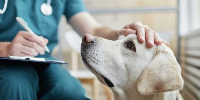 Publican decreto con reforma para establecer clínicas veterinarias públicas en México – EL CHAMUCO Y LOS HIJOS DEL AVERNO