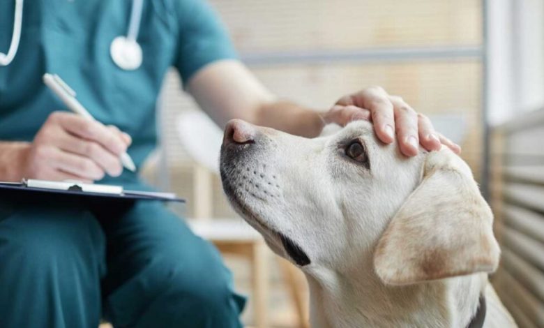 Publican decreto con reforma para establecer clínicas veterinarias públicas en México – EL CHAMUCO Y LOS HIJOS DEL AVERNO